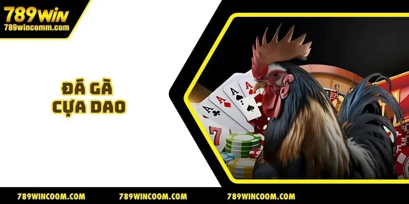 Đá gà cựa dao